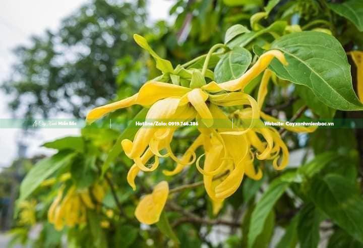 hoa hoàng lan vàng